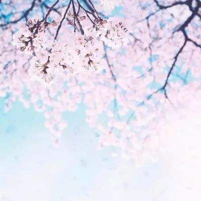 平定森宇贴吧截图